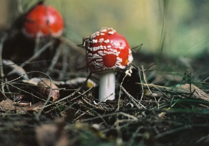 Shrooms mushrooms psilocybin